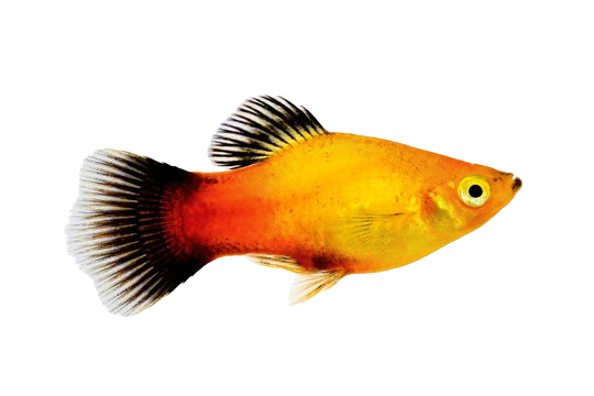 Sunset Wagtail Platy