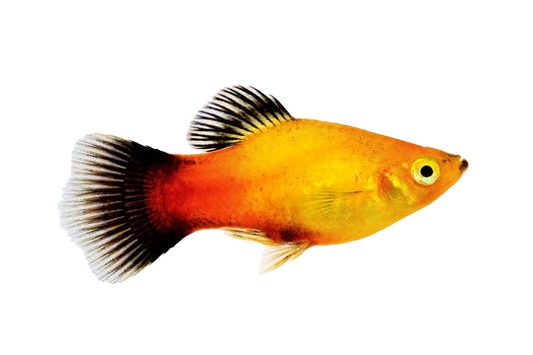 Sunset Wagtail Platy