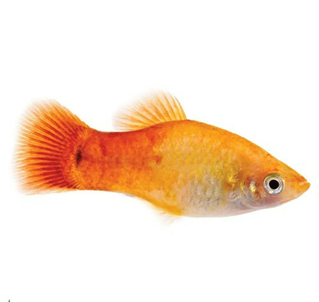 Sunset Neon Platy