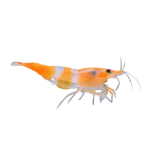 Orange Rili Shrimp