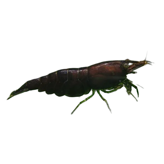 Black Cherry Shrimp