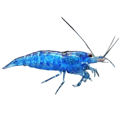 Blue Dream Shrimp