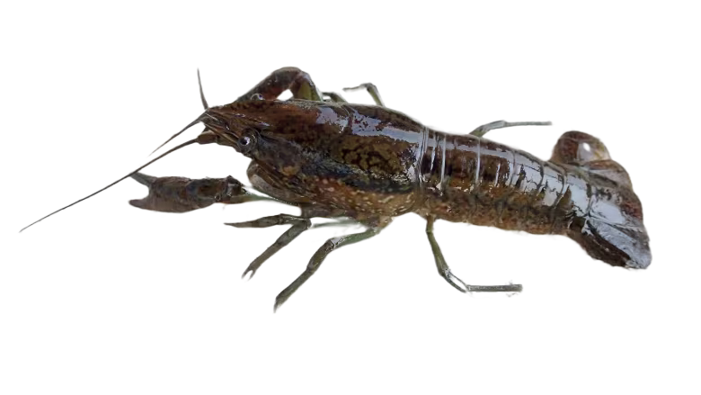 Florida Crayfish