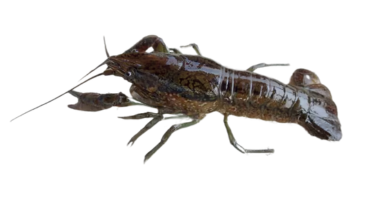 Florida Crayfish