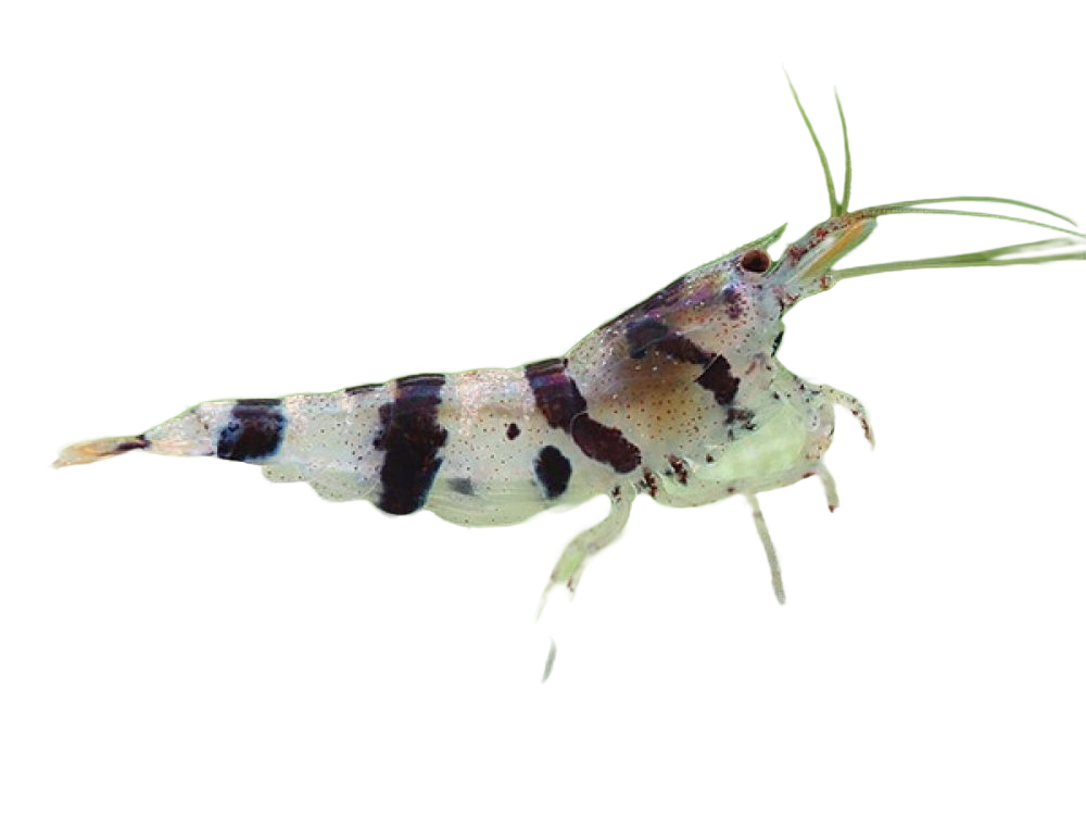 Racoon Bee Shrimp