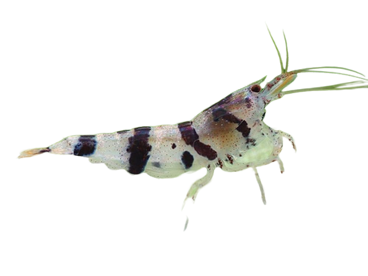 Racoon Bee Shrimp