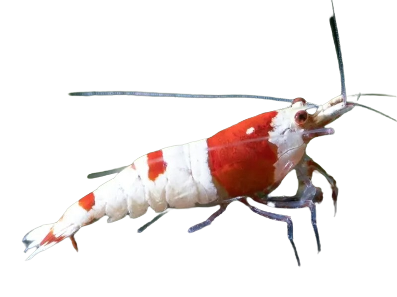 Crystal Red Shrimp