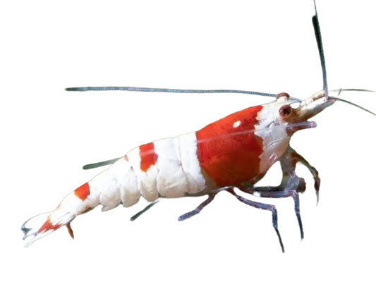 Crystal Red Shrimp