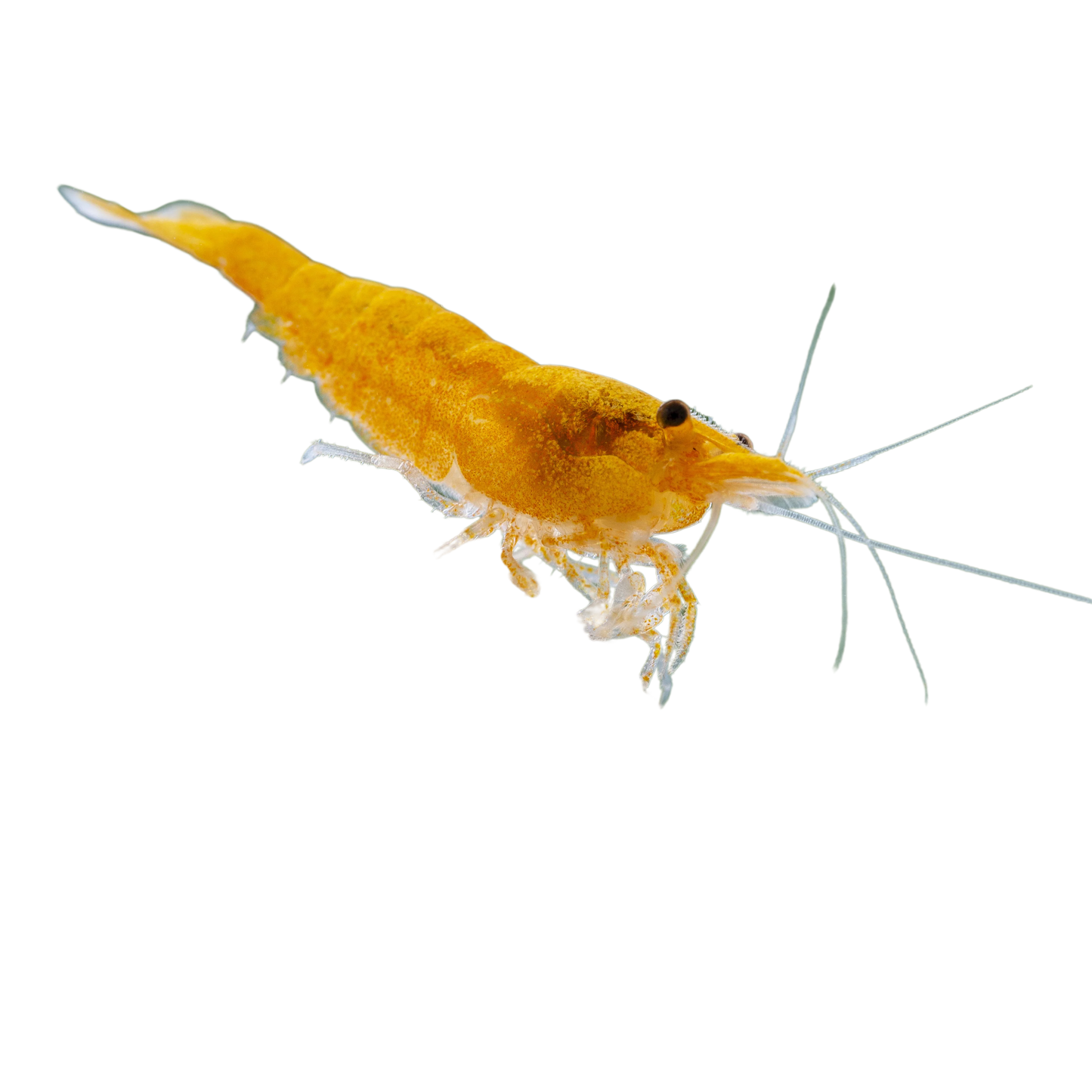 Orange Pumpkin Shrimp