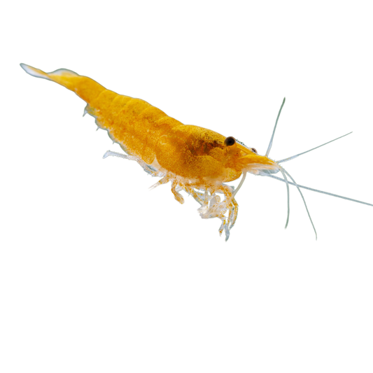 Orange Pumpkin Shrimp