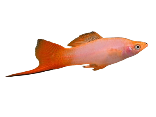 Pink Twinbar Swordtail