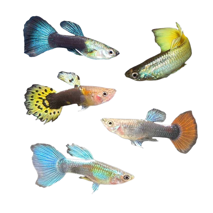 Assorted Fancy Guppy