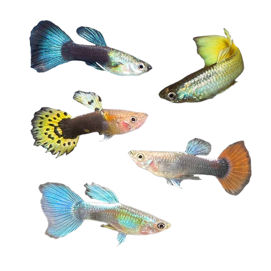 Assorted Fancy Guppy