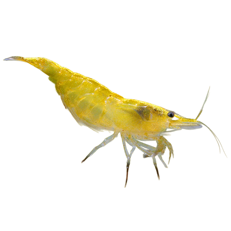 Yellow Fire Shrimp