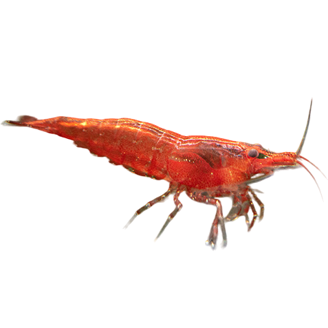 Red Fire Shrimp